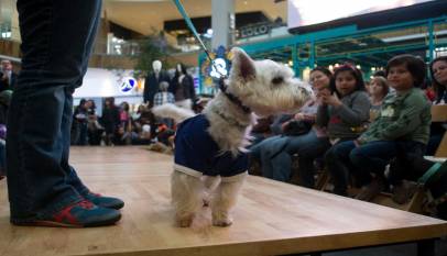 Pet Adoption Fashion Show
